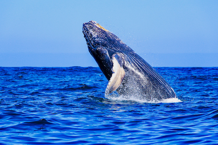 avistamiento-de-ballenas-regular-tours-en-puerto-vallarta-6 (1)